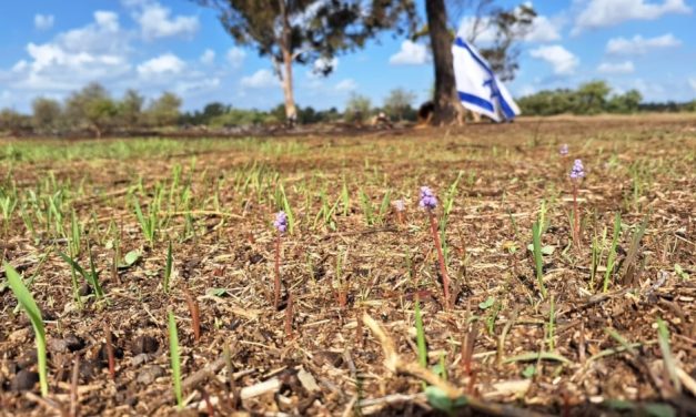 First fall flowers bloom at site of massacre on Gaza border