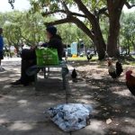 Wild Chickens Take Over Miami While Some Embrace Roosters as a Cultural Symbol