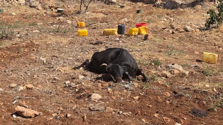 Terror in Binyamin: Cattle herds poisoned, series of arson attacks