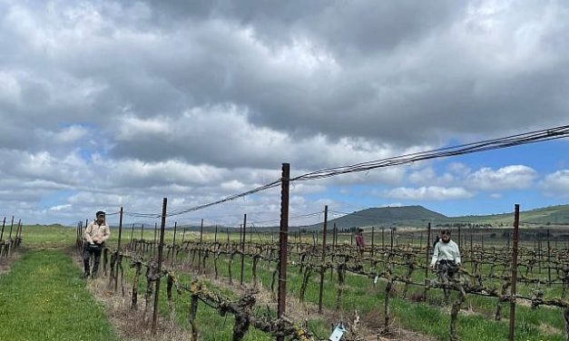 Sara K. Eisen | Connecting to the land: Israeli agriculture for growth and healing