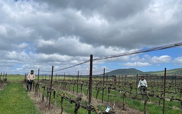 Sara K. Eisen | Connecting to the land: Israeli agriculture for growth and healing