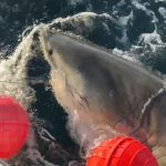 Scientist tracking ‘biggest ever’ great white shark Contender reveals how to escape close encounter