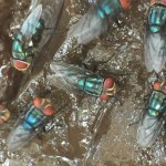 US government to build $8.5M fly breeding factory to mass produce millions of flesh-eating parasites — here’s why