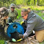 Wildlife experts remove plastic lid that was stuck on a Michigan bear’s neck for two years