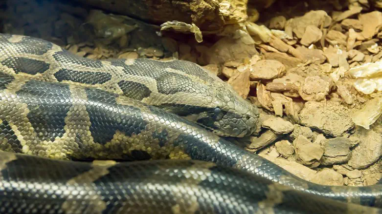 Does the snake deserve another chance?