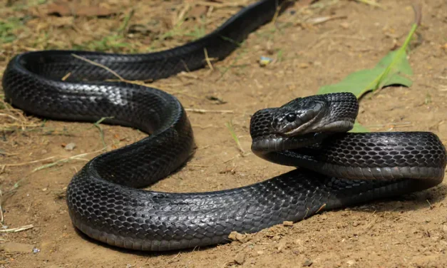 Hebrew Language Academy renames deadly snake to Seraf Ein-Gedi