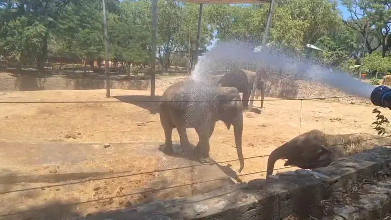 Safari animals beat the heat with mud baths and frozen treats