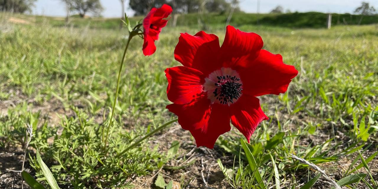 Israel’s ‘kalaniyot’ still bloom: A symbol of enduring resilience – opinion