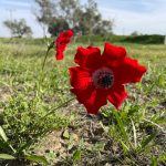 Israel’s ‘kalaniyot’ still bloom: A symbol of enduring resilience – opinion
