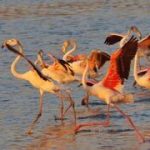 Flamingos spend summer in Israel for first time