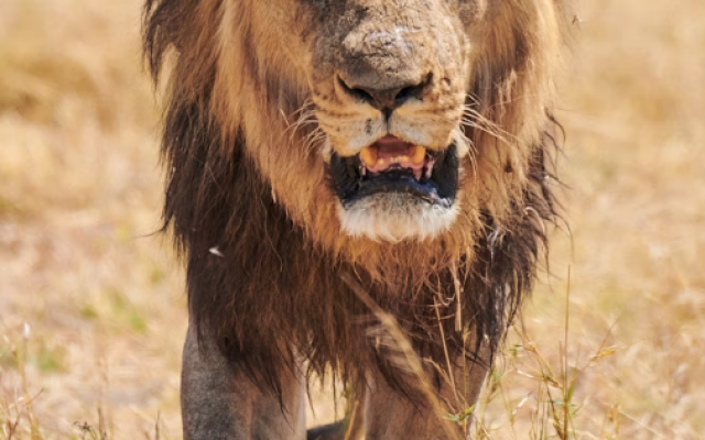Shlomo Ezagui | “Rise Like a Lion”: Will Israel Finally Stand Tall and Finish the Fight?