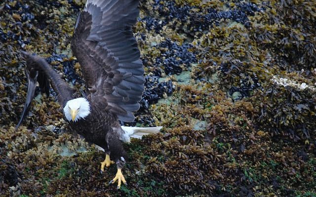 Noam Bedein | First Steps into Alaska: A Family Whale-Watching Legacy in Ketchikan