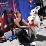 Heroic NYC pups go up, up and away in adorable look-alike contest for Krypto from ‘Superman’