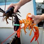 PETA calls Maine lobster festival ‘egregiously cruel’ in new lawsuit against coastal city