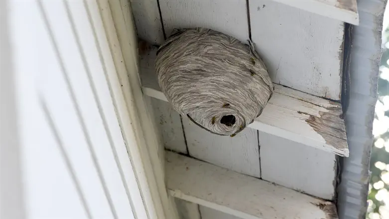 The Hornet’s Nest