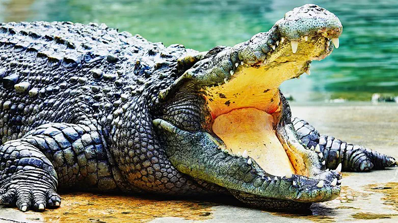 Deadly end for 262 crocodiles at Israeli farm after escapes and chaos