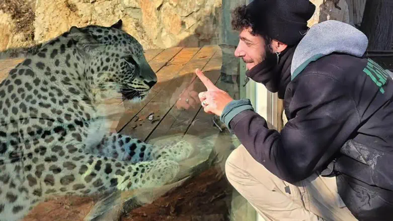 Leopard who killed Jerusalem Biblical Zoo worker to remain on display