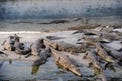 Israel puts down over 250 crocodiles at abandoned West Bank farm, didn’t tell owner