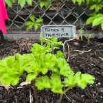 NYC Orders Anti-Israel Community Garden in Queens to Vacate