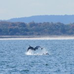 Rare bottlenose dolphin sightings in NYC thrill lucky viewers: Experts explain why they’re suddenly occurring