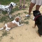 ‘Entitled’ NYC pet owners turn kiddie ballfield into illicit poop-filled dog park