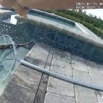 Florida deputy wrangles gator from pool — then buckles it up in back seat of cruiser