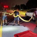 140-pound, 12-foot python captured near South Carolina high school — and it took 3 guys to wrangle it: ‘Damn, he’s strong as hell!’
