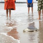 Endangered sea turtle named Elton released back into Atlantic from NYC beach