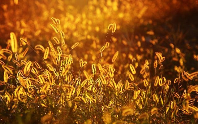 Nitzan Bergman | We Need Light