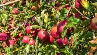 From apple cores to cures: Israeli breakthrough turns waste into functional food ingredient