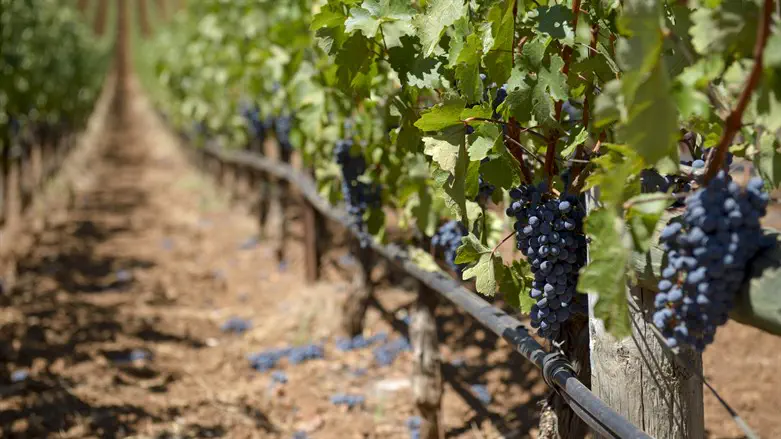 Noach, man of the earth, planted a vineyard and debased himself