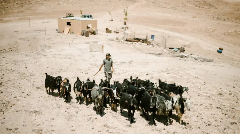 Gush Etzion residents fuming: Shepherds attacked and then detained by IDF
