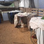 ​​Illegal cockfighting ring broken up by Israel Police, 150 cockerals rescued