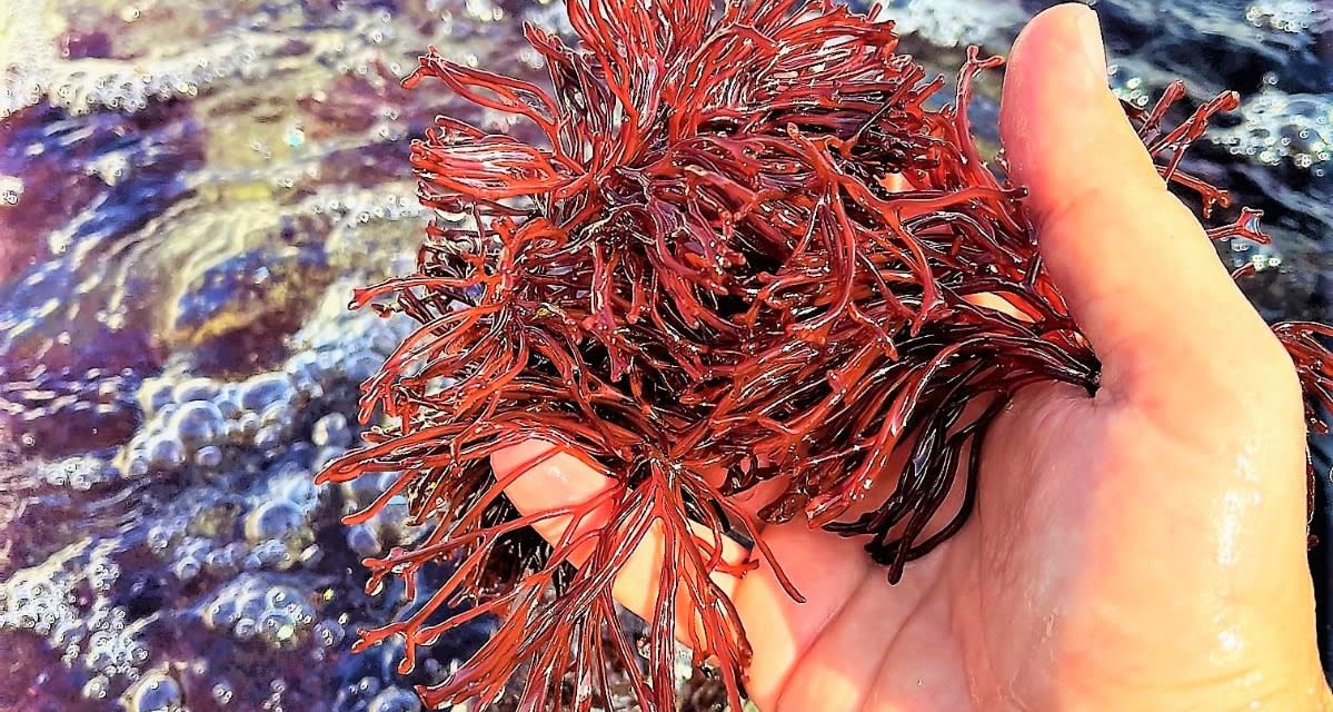 ‘Green treasure’: Seaweed could fuel next wave of sustainable innovations, scientists say