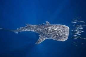 Haifa beaches to reopen Saturday after sightings of rare whale shark