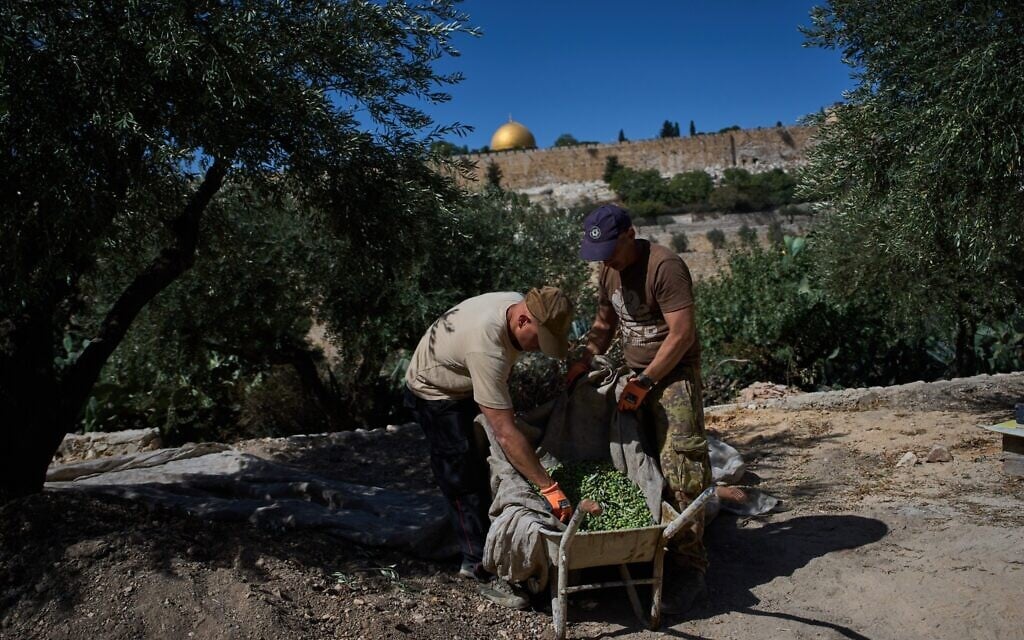 On Mount of Olives, monks and nuns harvest olives as a form of prayer
