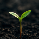 Nir Asch | From the Ashes of October 7, Life Still Grows