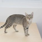 Mikhail Salita | Noah, Rav Papa, and the Cats of the Holy Land: The Kanaani’s Journey Back to Life