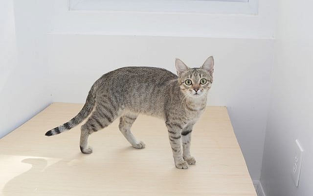 Mikhail Salita | For the First Time in History, Israel’s Legendary Kanaani Cats Arrive in the United States