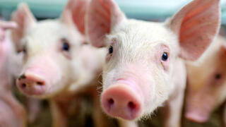 Pigs could revolutionize the future of organ transplants