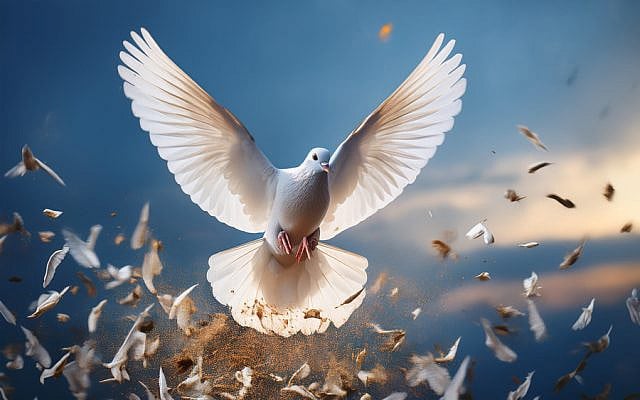 Judy Halper | Let us pluck peace from chaos