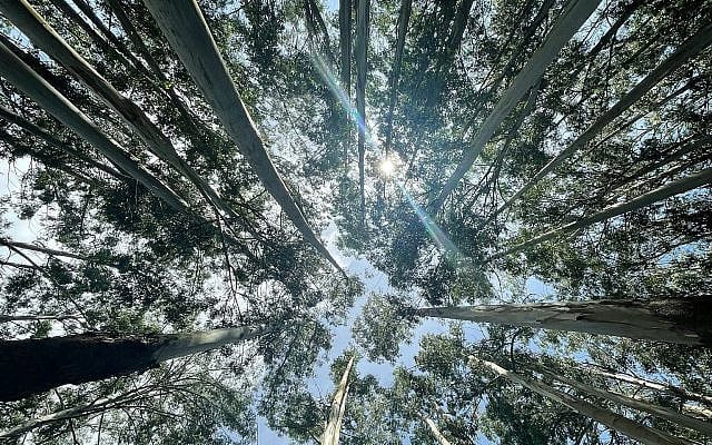 Saul Paves | Authenticity vs. Conformity