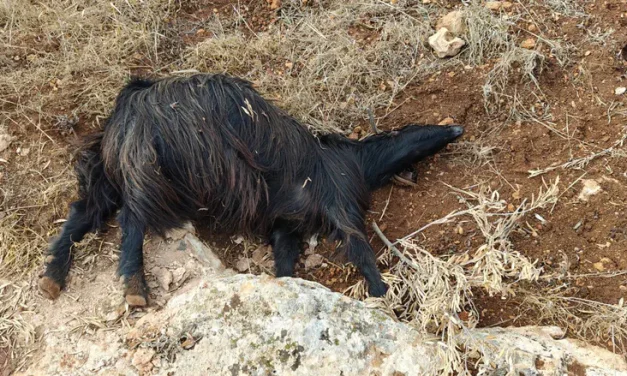 Flock of sheep poisoned at a farm in Binyamin region