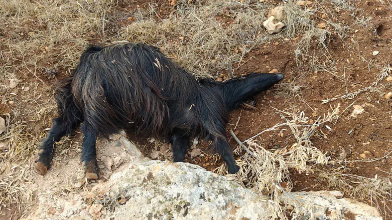 Flock of sheep poisoned at a farm in Binyamin region