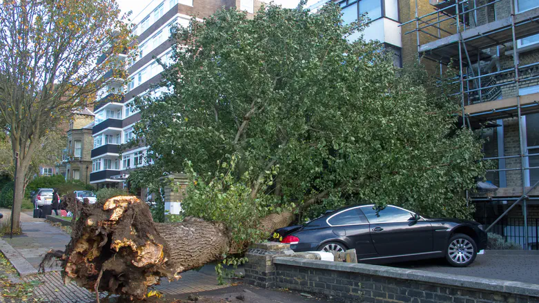 New York: Yeshiva student killed when tree falls on his car