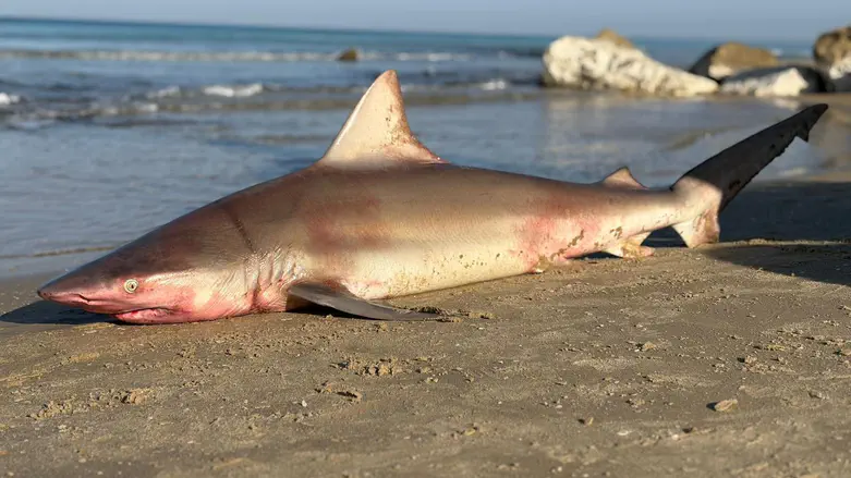 Pregnant shark injured by fishing net found dead on beach