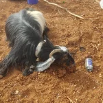 Suspected Agricultural Terror Attack in Binyamin