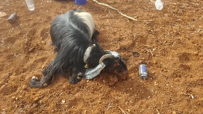 Suspected Agricultural Terror Attack in Binyamin