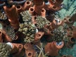The Israelis saving coral reefs with the help of Fijian chiefs, local potters and 3D printing