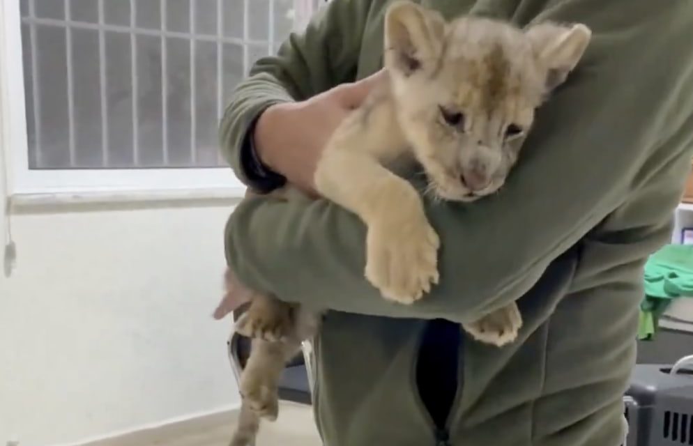 Newborn African lion cub rescued from Istanbul smugglers